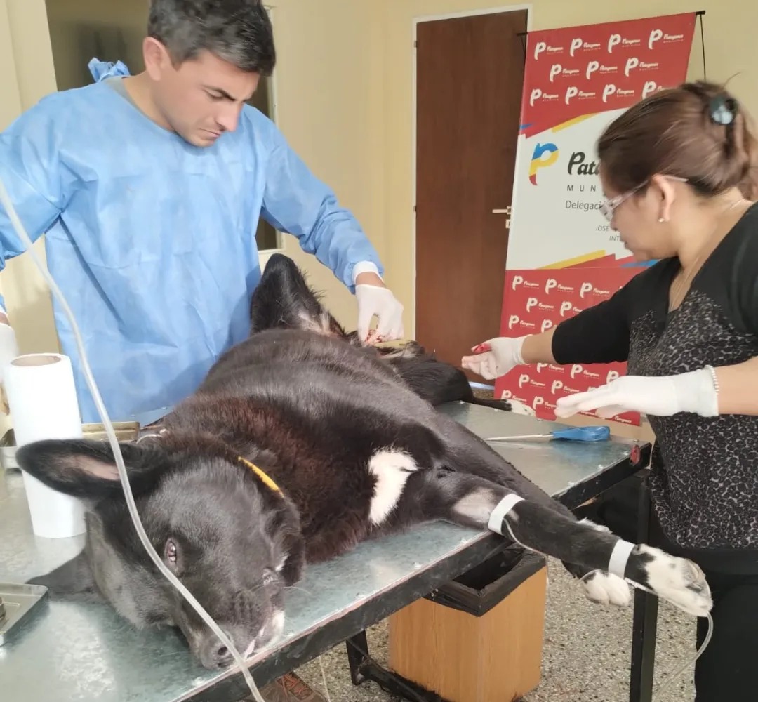 Jornada de castración, vacunación y entrega de antiparasitario para mascotas en San Blas