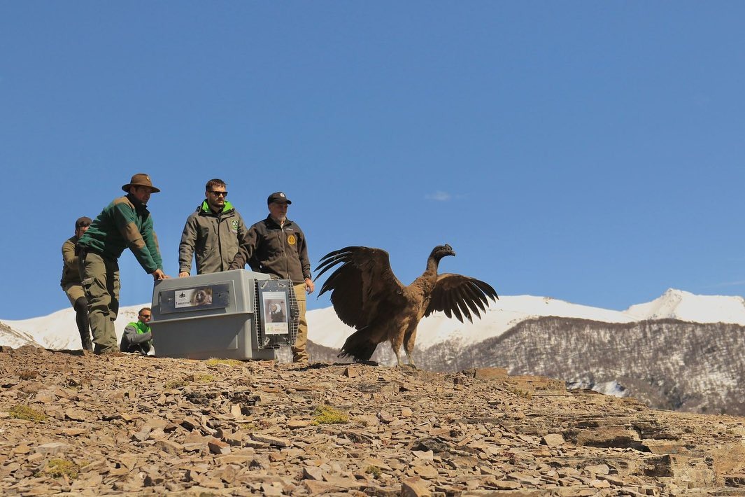 Tres cóndores andinos serán liberados este 6 de octubre en Sierra Paileman