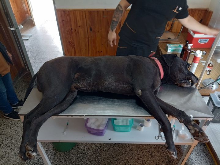 Jornada de castración de mascotas en Cardenal Cagliero