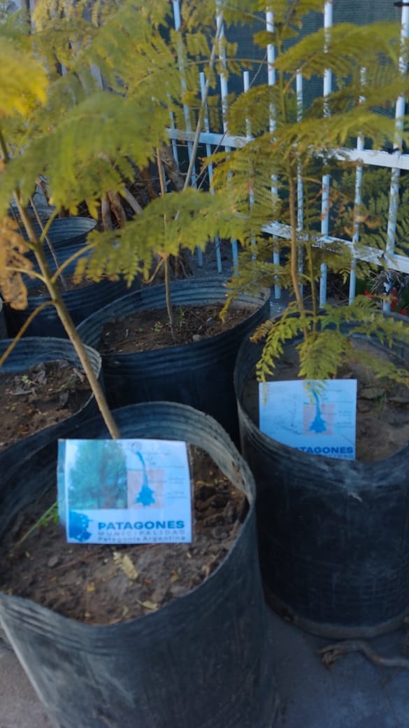 EL VIVERO MUNICIPAL DE PATAGONES CELEBRÓ EL DÍA DEL ÁRBOL EN DISTINTAS INSTITUCIONES