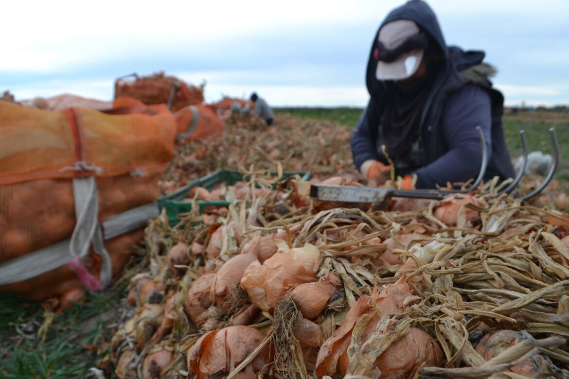 LA CARA HUMANA DE LA PRODUCCIÓN CEBOLLERA: ‘DESDE LA TIERRA’, UN DOCUMENTAL DE GISELA VELA