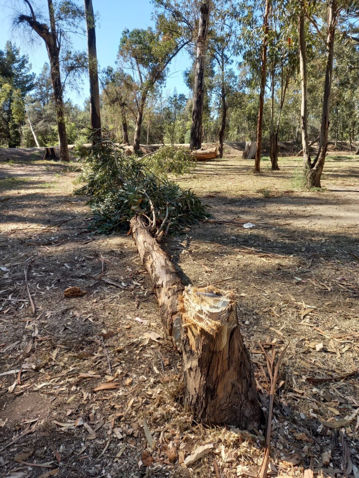 REPUDIO A ACTOS DE VANDALISMO EN CARMEN DE PATAGONES