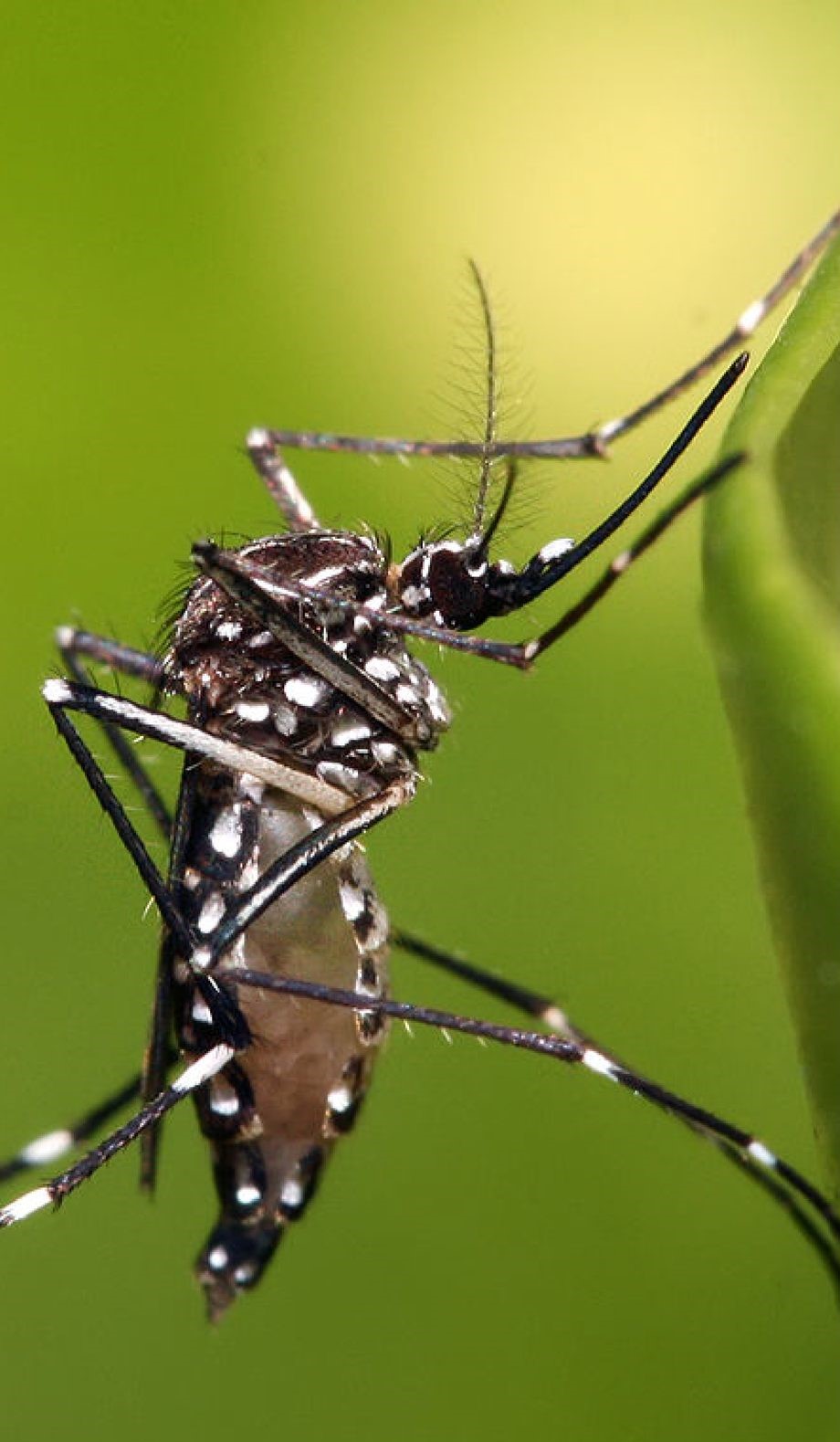 Dengue