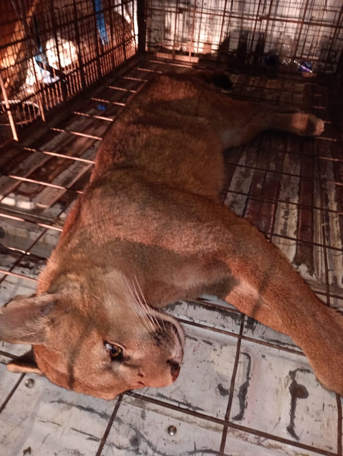 Trabajo articulado para el rescate de un puma