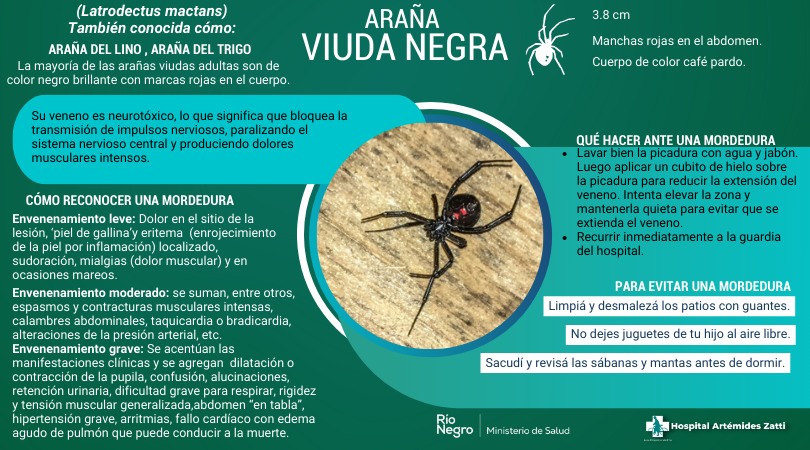 Araña viuda negra