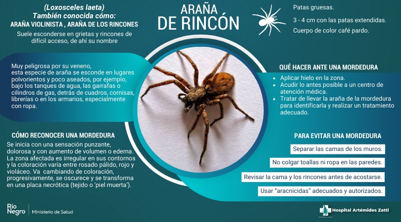 Araña de Rincón