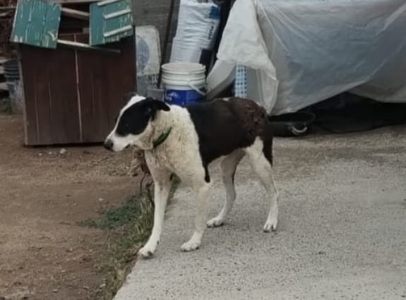 La Policía rescató a un perro que sufría maltrato animal en Viedma